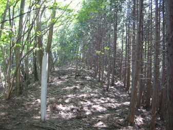 雑木と杉の尾根道