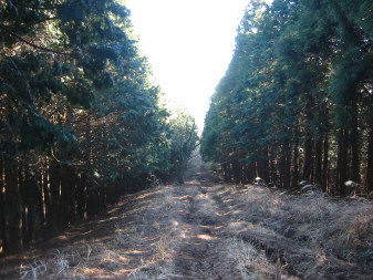 植林の道