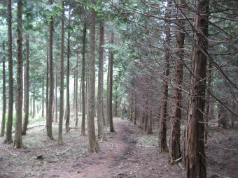 檜の道