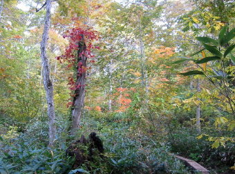 燧裏林道の紅葉