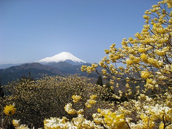 富士山とミツマタ
