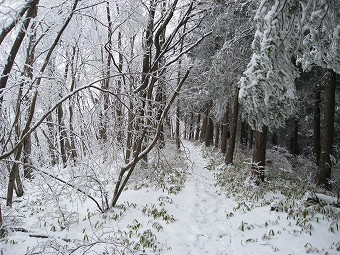 雪の笹尾根