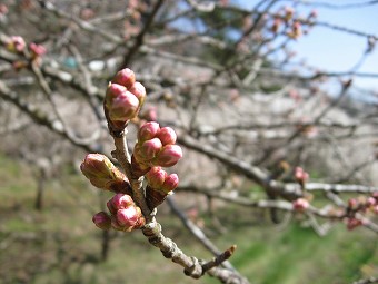 蕾の桜