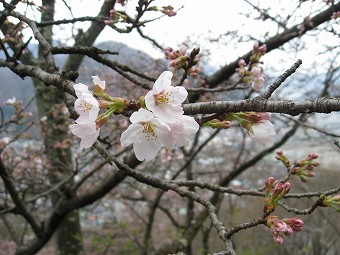 桜　2,3分咲き