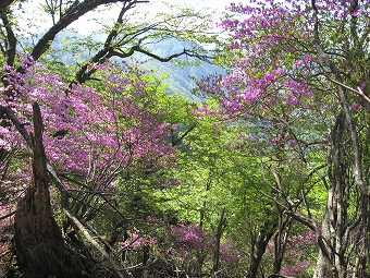 トウゴクミツバツツジ