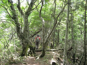 苔むす樹林帯