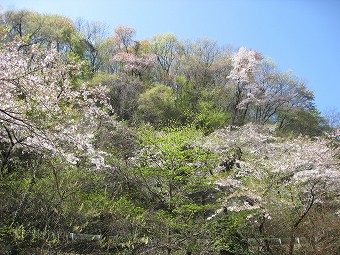桜色と芽吹き色