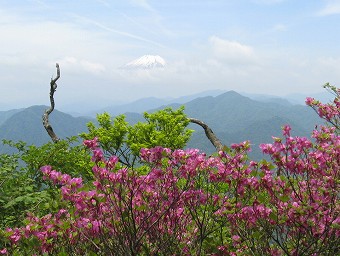 富士山とトウゴクミツバツツジ