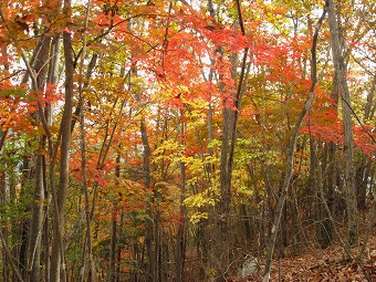 棚洞山の紅葉