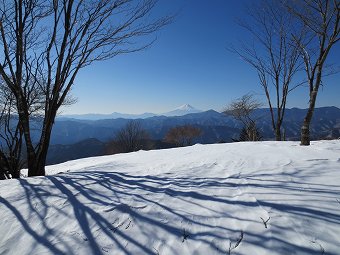 樹影　富士山
