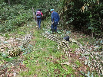 根曲竹の採集