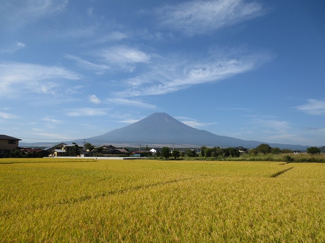 富士山と稲