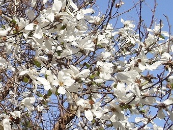 コブシの白花