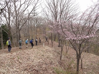 陣馬山への桜道
