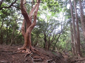 ヒメシャラ　大木