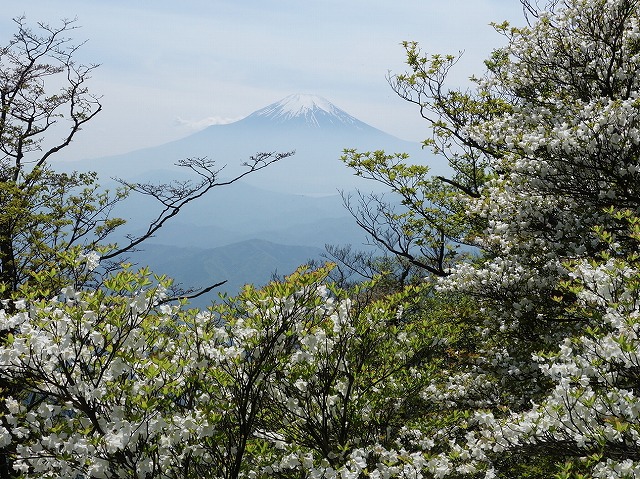 富士山とシロヤシオ