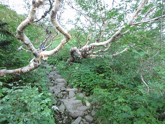 ダケカンバ樹林帯