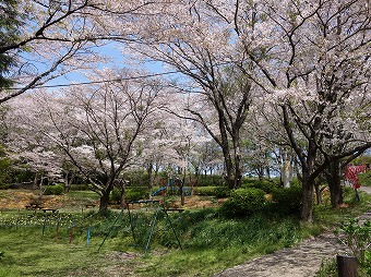 震生湖　桜