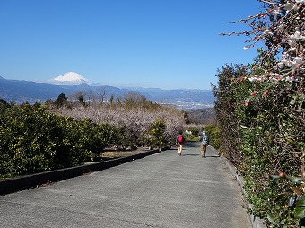 梅畑と富士山