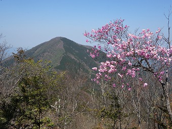 武甲山とアカヤシオ