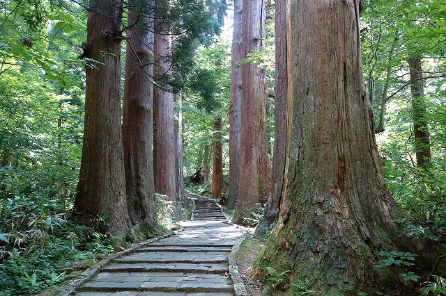 樹齢 350年～500年の老杉