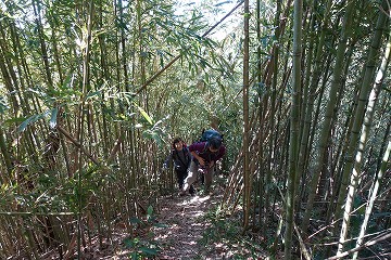 竹林の急登