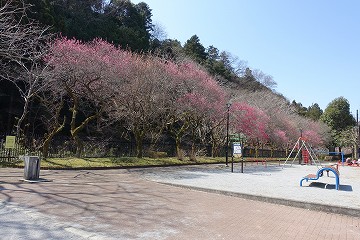 駒木野公園