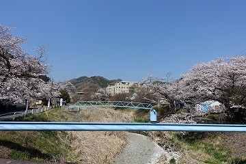 上椚田橋の桜