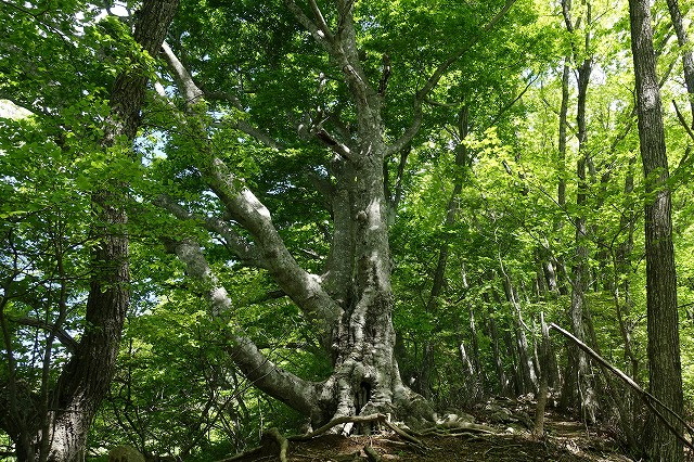 寂ショウ尾根の主　ブナ大木