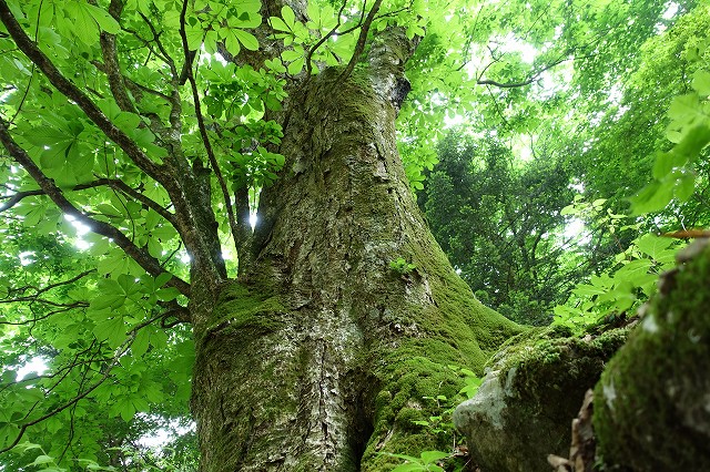 森の巨樹第1位トチノキ