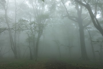 濃霧の森