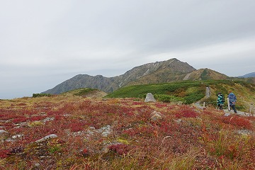 チングルマ紅葉と奥大日岳